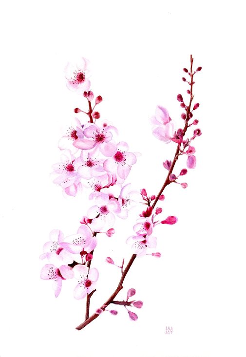 Cherry Blossoms