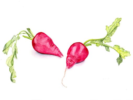 Radishes