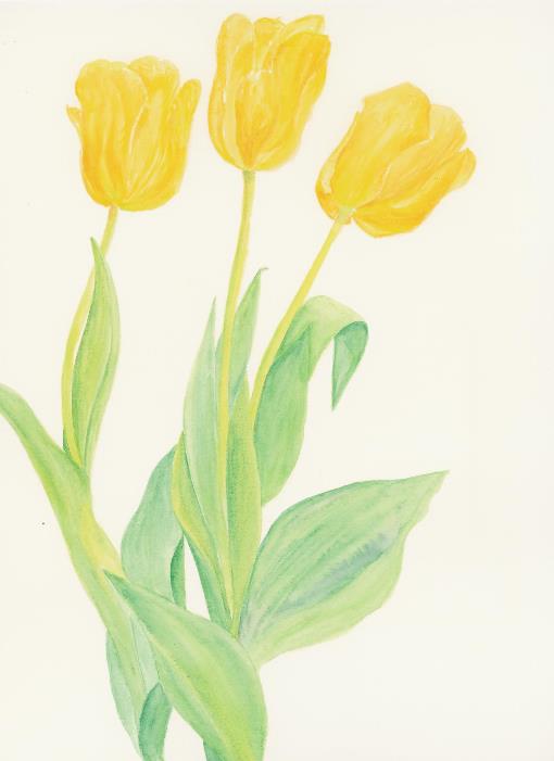 Yellow Tulips