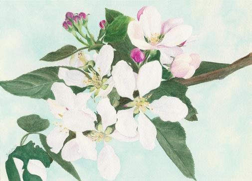 Apple Blossom