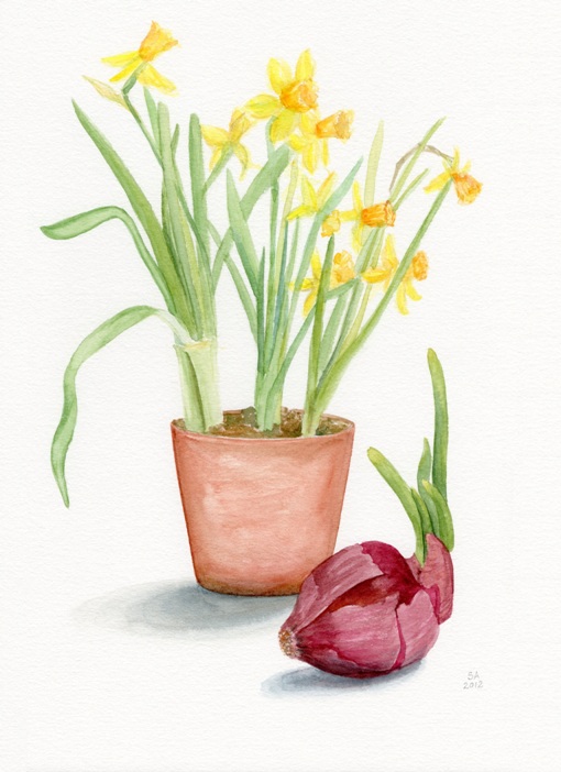 Daffodils and Onion