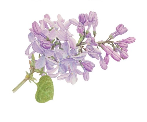 Lilac on White