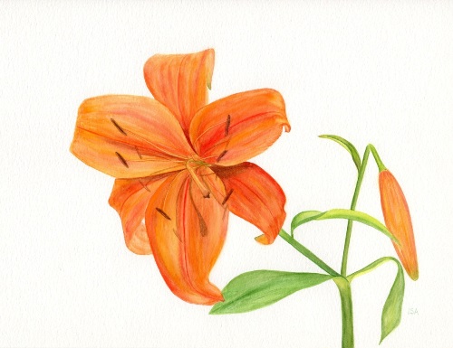 Orange Lily