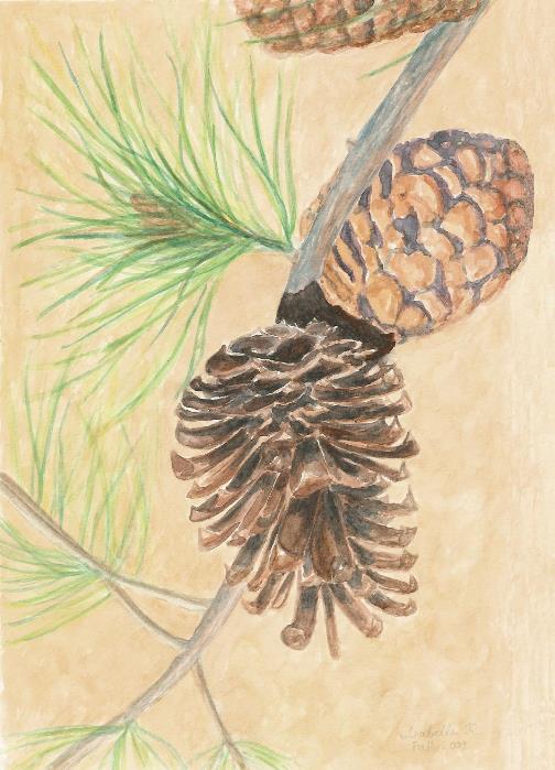 Pinecone Brown