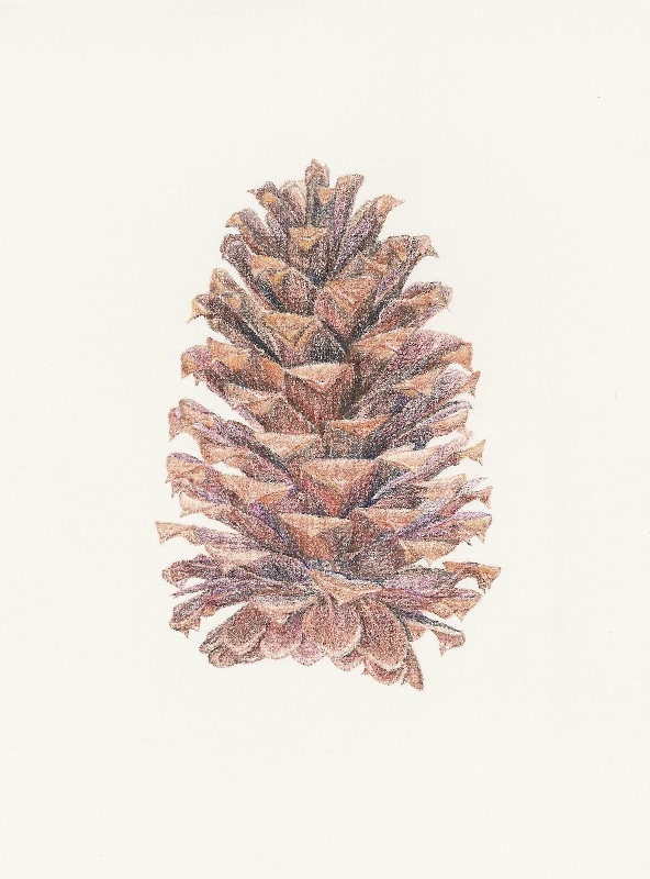 Pinecone in Color
