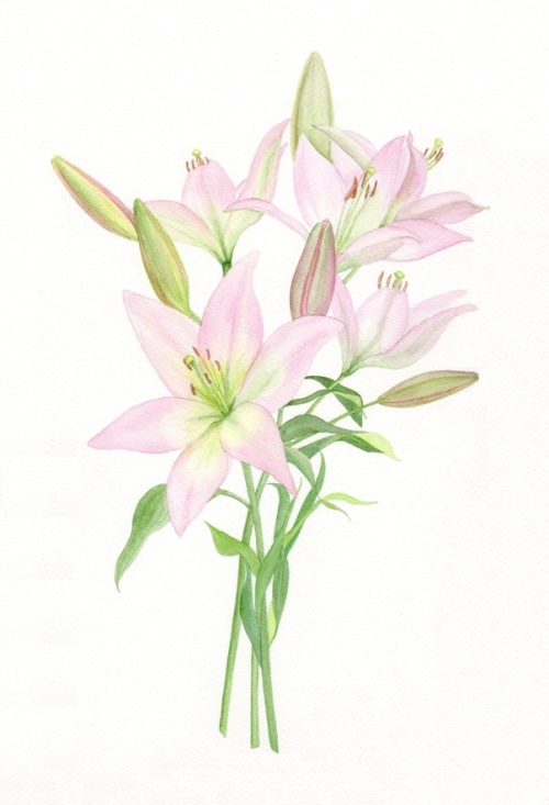 Pink Lilies
