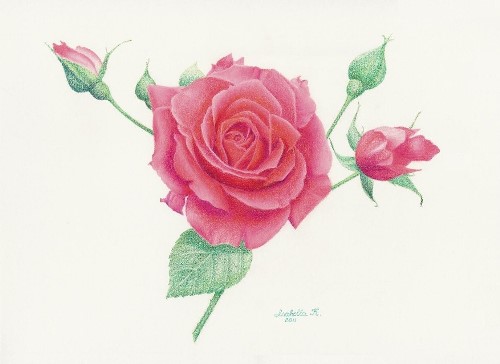 Pink Rose