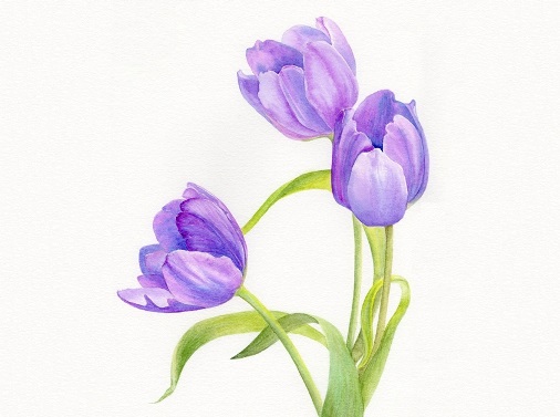 Purple Tulips