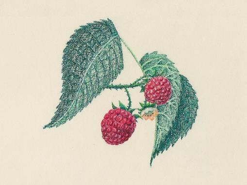Raspberries