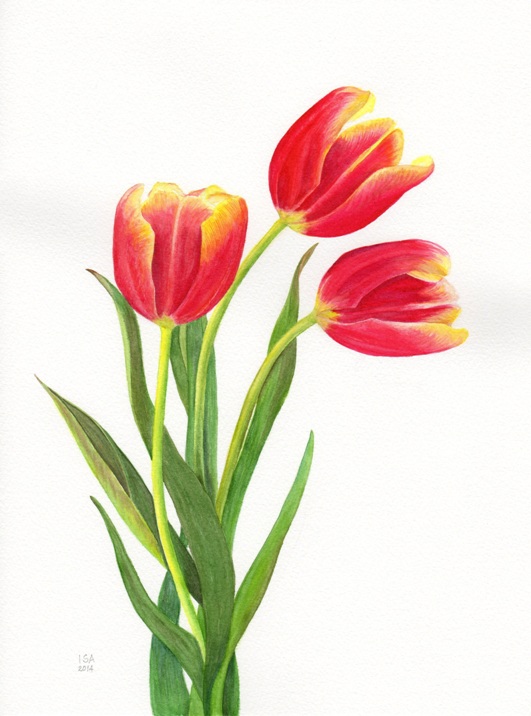 Red Tulips
