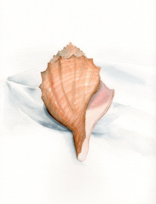 Seashell