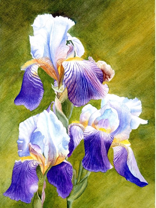 Sunny Iris